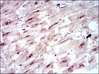 Anti-GLUT4 antibody [3G10A3] used in IHC (Paraffin sections) (IHC-P). GTX60674