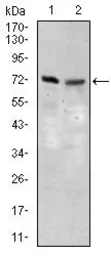 Anti-SLC27A5 antibody [4B11C10] used in Western Blot (WB). GTX60693