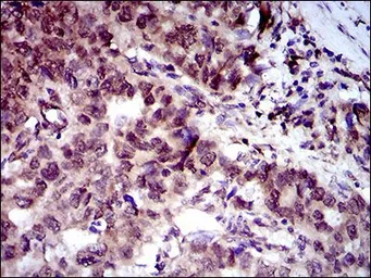 Anti-CLGN antibody [9C8G10] used in IHC (Paraffin sections) (IHC-P). GTX60730