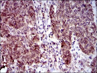 Anti-CLGN antibody [9C8G10] used in IHC (Paraffin sections) (IHC-P). GTX60730