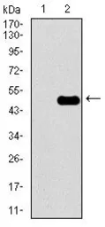 Anti-CLGN antibody [9C8G10] used in Western Blot (WB). GTX60731