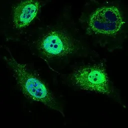 Anti-MRPL42 antibody [3H6G11] used in Immunocytochemistry/ Immunofluorescence (ICC/IF). GTX60735