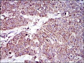 Anti-MRPL42 antibody [3H6G11] used in IHC (Paraffin sections) (IHC-P). GTX60735