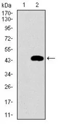 Anti-MRPL42 antibody [3H6G11] used in Western Blot (WB). GTX60735