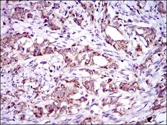 Anti-DNAL4 antibody [3C10A4] used in IHC (Paraffin sections) (IHC-P). GTX60742