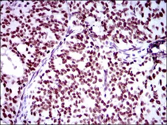 Anti-Ring1 antibody [8C12F4] used in IHC (Paraffin sections) (IHC-P). GTX60753