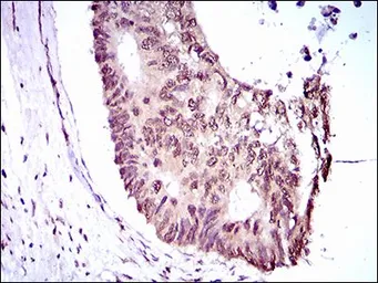 Anti-KLF1 antibody [1B6A3] used in IHC (Paraffin sections) (IHC-P). GTX60769