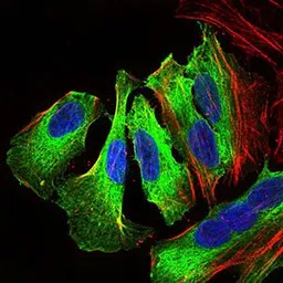 Anti-p38 MAPK antibody [8G4D11] used in Immunocytochemistry/ Immunofluorescence (ICC/IF). GTX60771