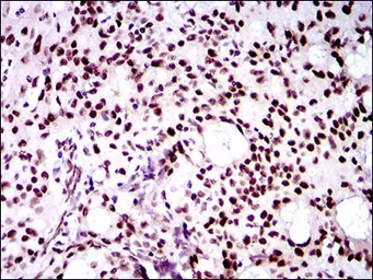 Anti-Twist1 antibody [10E4E6] used in IHC (Paraffin sections) (IHC-P). GTX60776