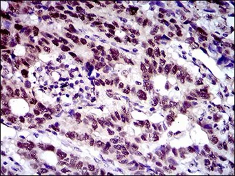 Anti-FLIP antibody [6G11A6] used in IHC (Paraffin sections) (IHC-P). GTX60787
