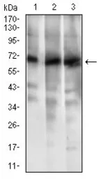 Anti-ABCG5 antibody [1B5E10] used in Western Blot (WB). GTX60788