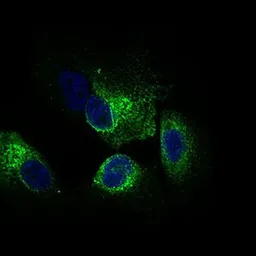 Anti-CLGN antibody [1C8B6] used in Immunocytochemistry/ Immunofluorescence (ICC/IF). GTX60793