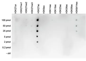 Anti-Histone H3K27ac (Acetyl Lys27) antibody - ChIP grade used in Dot blot (Dot). GTX60815