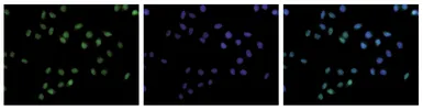 Anti-Histone H3K36me3 (Tri-methy Lys36) antibody - ChIP grade used in Immunocytochemistry/ Immunofluorescence (ICC/IF). GTX60817