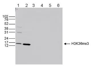 Anti-Histone H3K36me3 (Tri-methy Lys36) antibody - ChIP grade used in Western Blot (WB). GTX60817