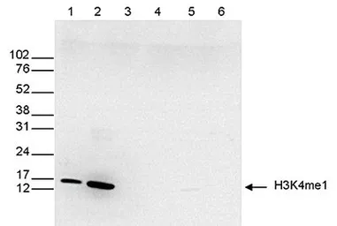 Anti-Histone H3K4me1 (Mono-methyl Lys4) antibody - ChIP grade used in Western Blot (WB). GTX60818