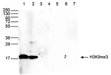 Anti-Histone H3K9me3 (Tri-methyl Lys9) antibody - ChIP grade used in Western Blot (WB). GTX60824