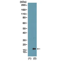 Anti-Histone H3K4me1 (Mono-methyl Lys4) antibody [RM140] used in Western Blot (WB). GTX60878