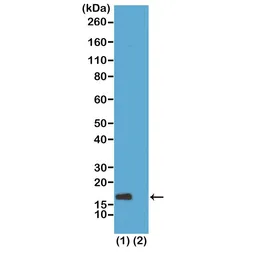 Anti-Histone H3K56ac (Acetyl Lys56) antibody [RM179] used in Western Blot (WB). GTX60902