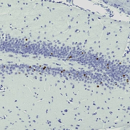 Anti-c-Fos antibody [2H2] used in IHC (Paraffin sections) (IHC-P). GTX60996