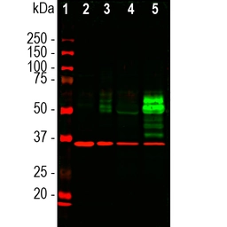 Anti-c-Fos antibody [2H2] used in Western Blot (WB). GTX60996