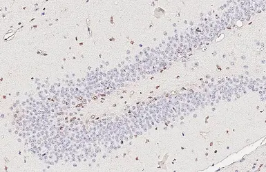 Anti-SOX2 antibody [GT1876] used in IHC (Paraffin sections) (IHC-P). GTX627404