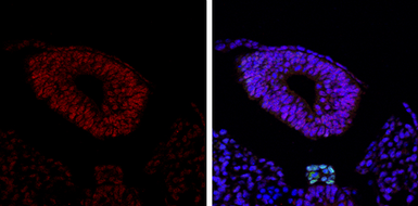 Anti-SOX2 antibody [GT1352] used in IHC (Paraffin sections) (IHC-P). GTX627405