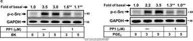 Anti-GAPDH antibody [GT239] used in Western Blot (WB). GTX627408