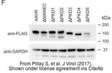 Anti-GAPDH antibody [GT239] used in Western Blot (WB). GTX627408