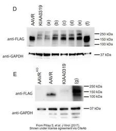 Anti-GAPDH antibody [GT239] used in Western Blot (WB). GTX627408