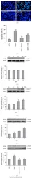 Anti-GAPDH antibody [GT239] used in Western Blot (WB). GTX627408
