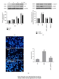 Anti-GAPDH antibody [GT239] used in Western Blot (WB). GTX627408