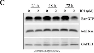 Anti-GAPDH antibody [GT239] used in Western Blot (WB). GTX627408