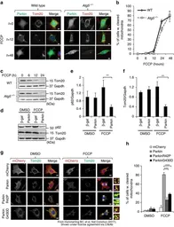 Anti-GAPDH antibody [GT239] used in Western Blot (WB). GTX627408