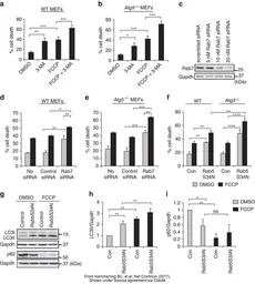 Anti-GAPDH antibody [GT239] used in Western Blot (WB). GTX627408