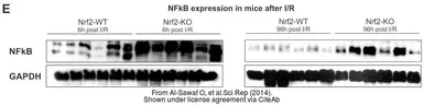 Anti-GAPDH antibody [GT239] used in Western Blot (WB). GTX627408