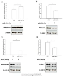 Anti-GAPDH antibody [GT239] used in Western Blot (WB). GTX627408