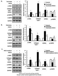 Anti-GAPDH antibody [GT239] used in Western Blot (WB). GTX627408