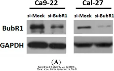 Anti-GAPDH antibody [GT239] used in Western Blot (WB). GTX627408