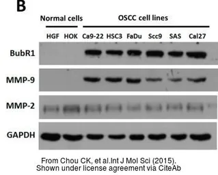 Anti-GAPDH antibody [GT239] used in Western Blot (WB). GTX627408
