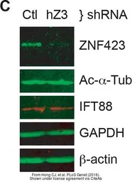Anti-GAPDH antibody [GT239] used in Western Blot (WB). GTX627408