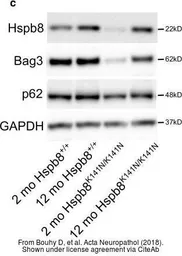 Anti-GAPDH antibody [GT239] used in Western Blot (WB). GTX627408