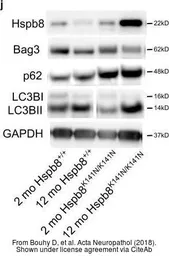 Anti-GAPDH antibody [GT239] used in Western Blot (WB). GTX627408