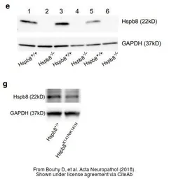 Anti-GAPDH antibody [GT239] used in Western Blot (WB). GTX627408