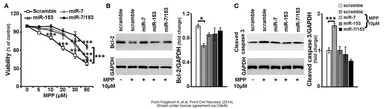 Anti-GAPDH antibody [GT239] used in Western Blot (WB). GTX627408
