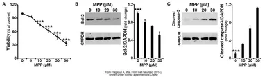 Anti-GAPDH antibody [GT239] used in Western Blot (WB). GTX627408