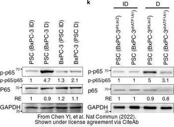 Anti-GAPDH antibody [GT239] used in Western Blot (WB). GTX627408