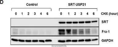 Anti-GAPDH antibody [GT239] used in Western Blot (WB). GTX627408