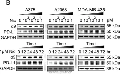 Anti-GAPDH antibody [GT239] used in Western Blot (WB). GTX627408