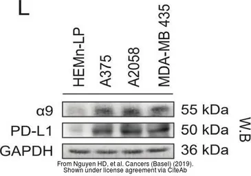 Anti-GAPDH antibody [GT239] used in Western Blot (WB). GTX627408